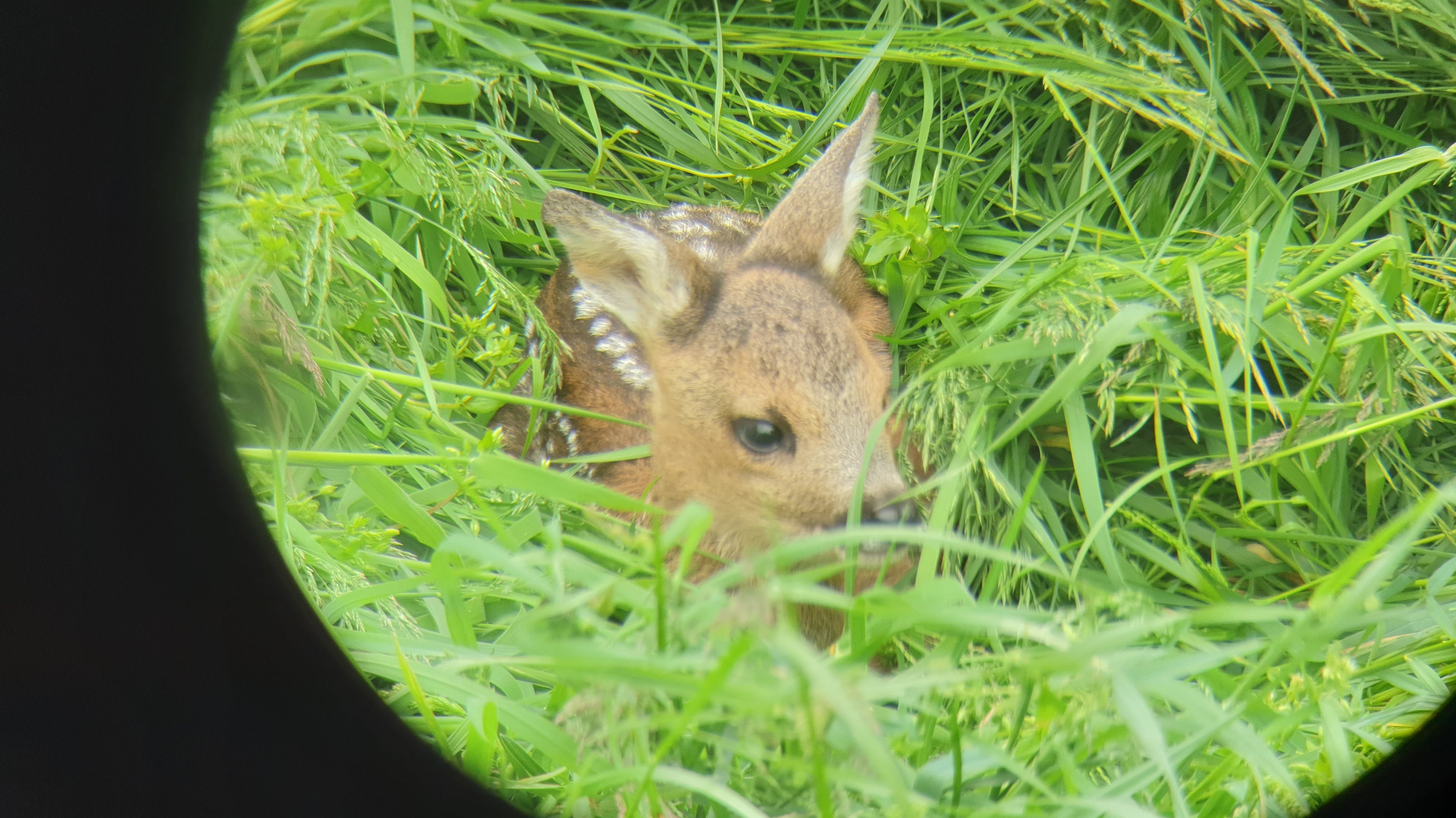 Ein gefundenes Rehkitz (Quelle: Wildtierretter Horsten)