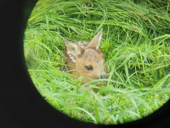 Fawn in the grass