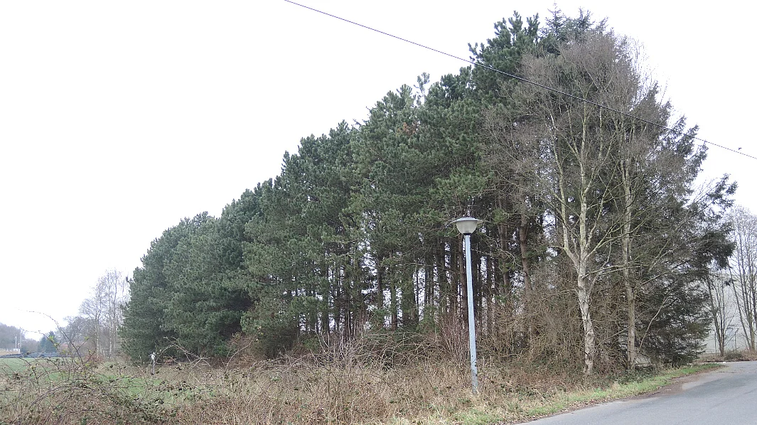 Gehölzstreifen