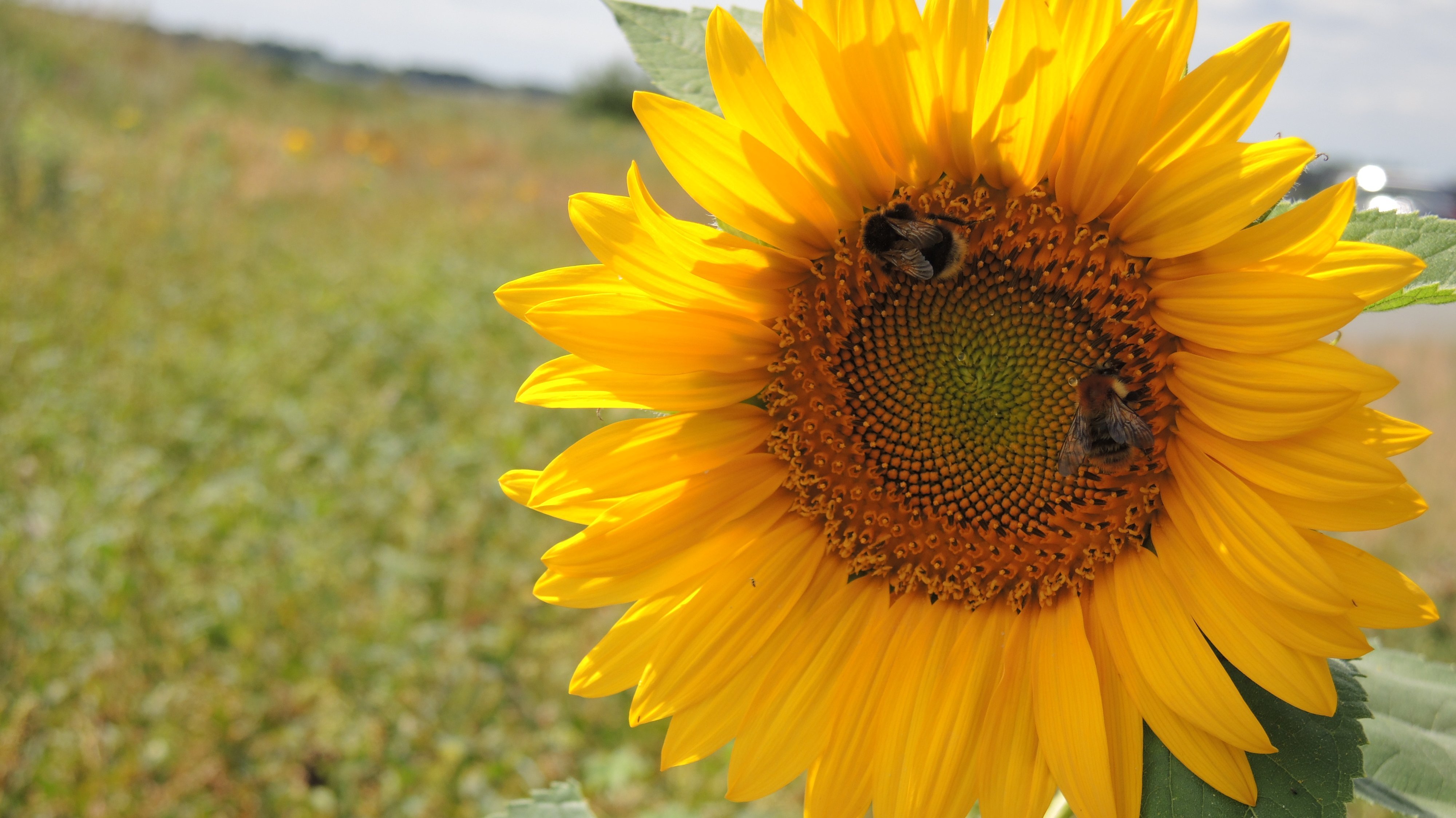 Ende Juli 2018 blühen die Sonnenblumen trotz Trockenheit