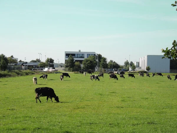 Mehrere Kühe grasen auf grüner Wiese vor STORAG ETZEL Gebäuden.