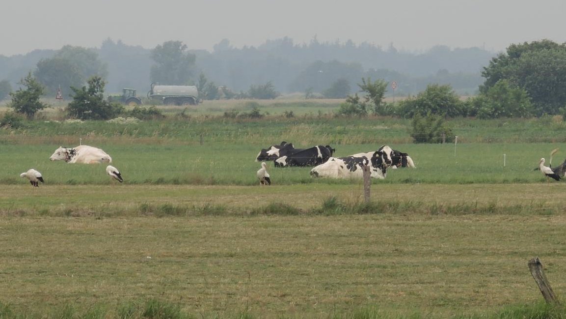 Gruppenbild mit vier Störchen und drei Milchkühen.