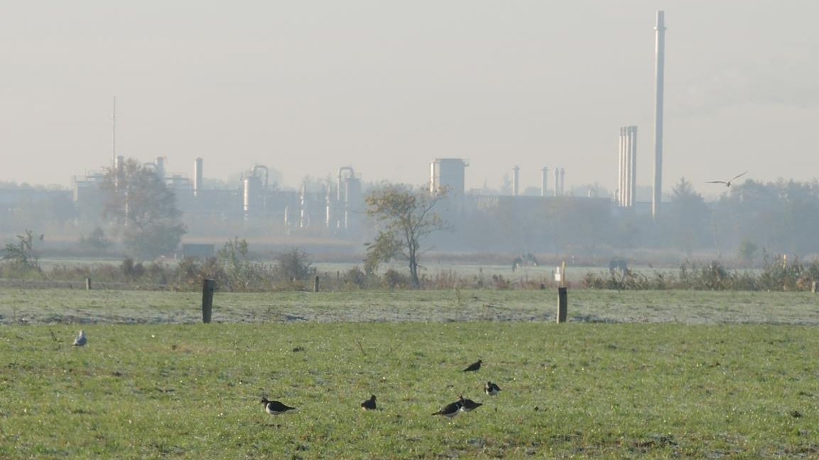 Eine Gruppe Kiebitze im Nordfeld; über die Vogelart gibt es bald eine eigene Meldung