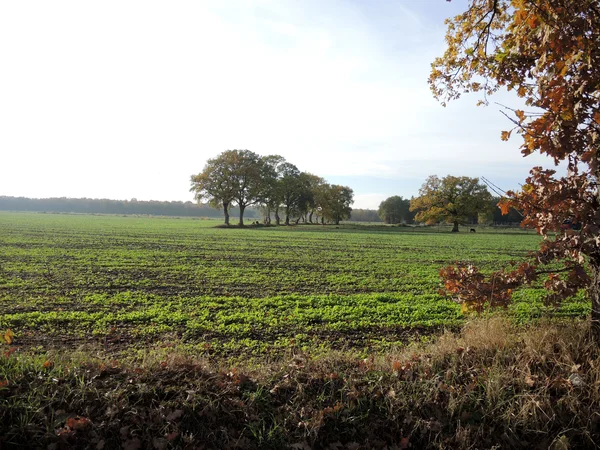 Wallhecken und landwirtschaftliche Flächen im Südfeld