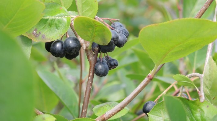 Aroniastrauch mit Beeren