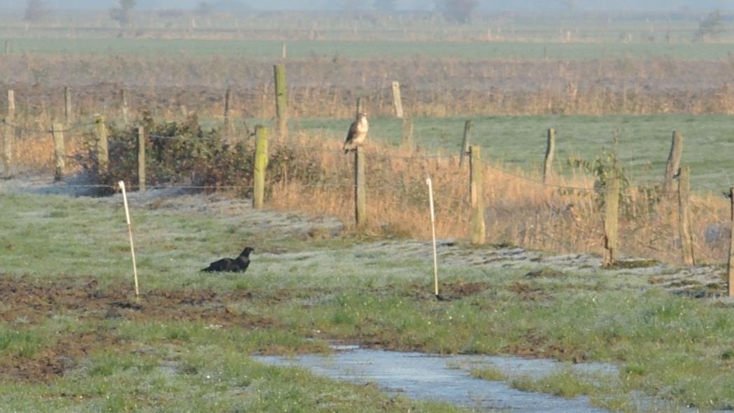 Greifvogel (Bussard) und Krähen im Nordfeld