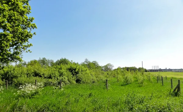 Green meadow in Etzel landscape