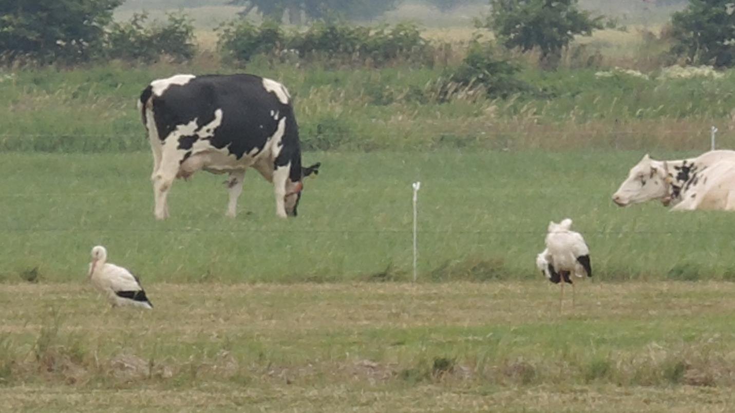 Hier zwei der Störche im Bild. Die Aufnahmen wurden im Nordfeld nahe eines Kavernenplatzes gemacht.