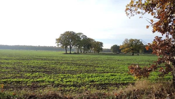 Wallhecken im Südfeld der Kavernenanlage Etzel