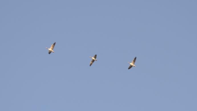 Im Herbst sind in der Region sind allerlei Zugvögel zu bestaunen (hier: Graugänse)