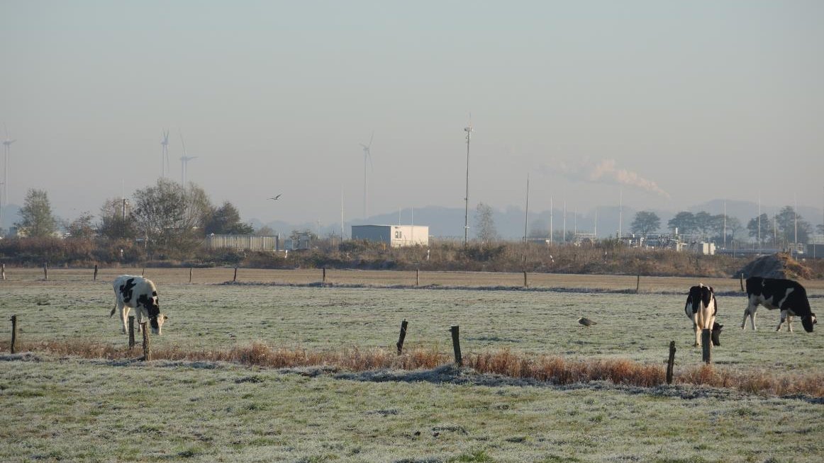 Blick auf Weideland mit Kühen und vereinzelten Greifvögeln in Nachbarschaft eines Kavernenverteilerplatzes; im Hintergrund sind Windräder im Sander Gemeindegebiet und der Schornstein eines Kraftwerks in Wilhelmshaven zu sehen 