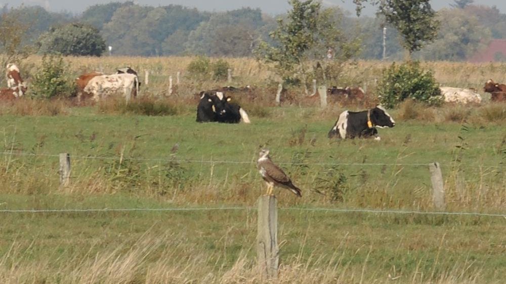 Ein Bussard auf der Pirsch im Nordfeld