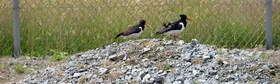 Ein Austernfischerpärchen auf einem Kavernenplatz in Etzel