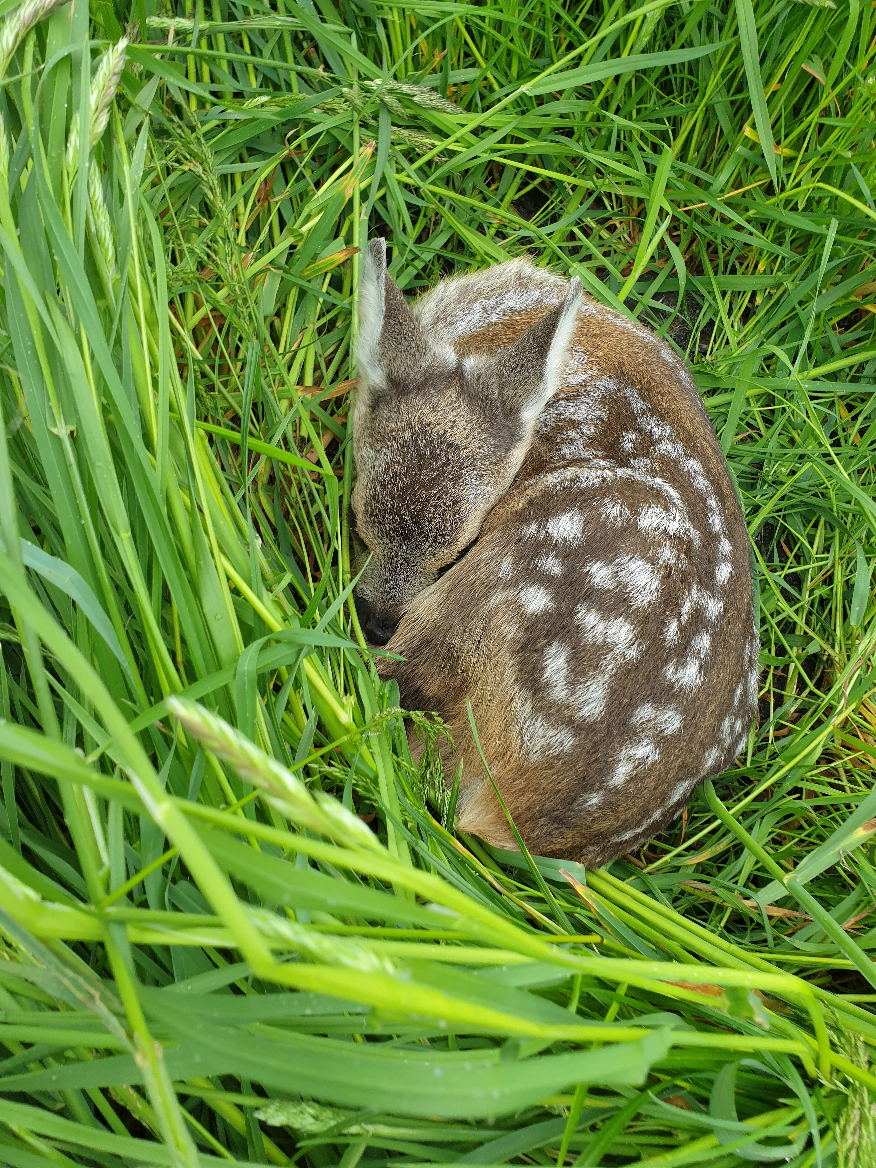 Ein gefundenes Rehkitz (Quelle: Wildtierretter Horsten)