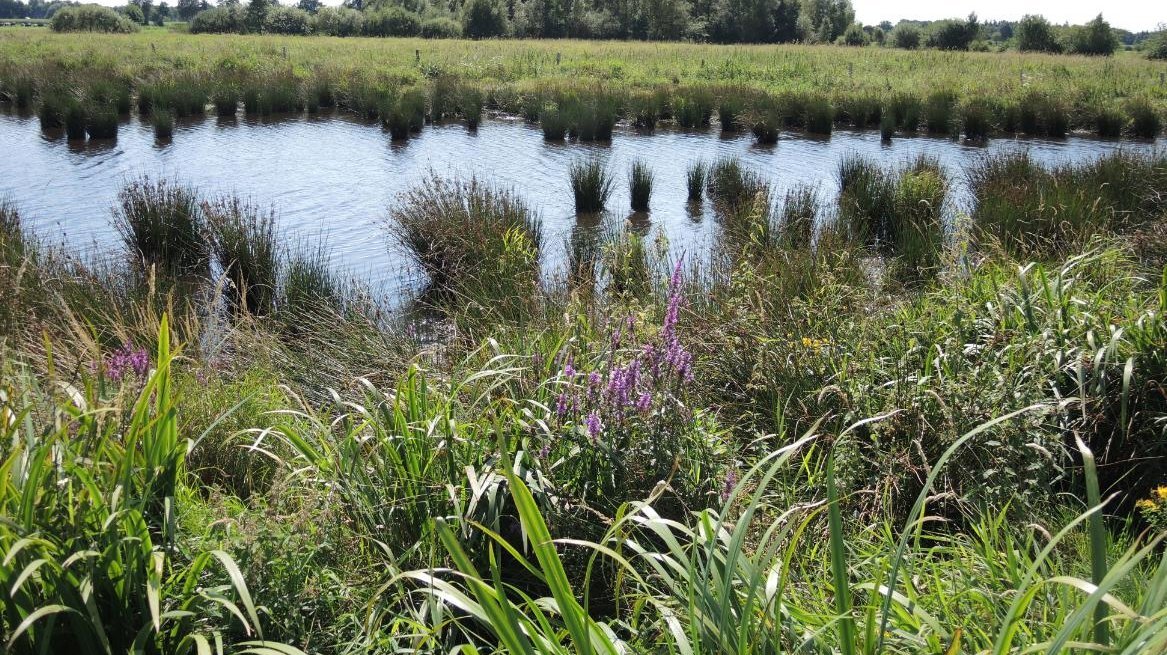 Regenrückhaltebecken-Biotop im Südfeld im Bereich der Bitze