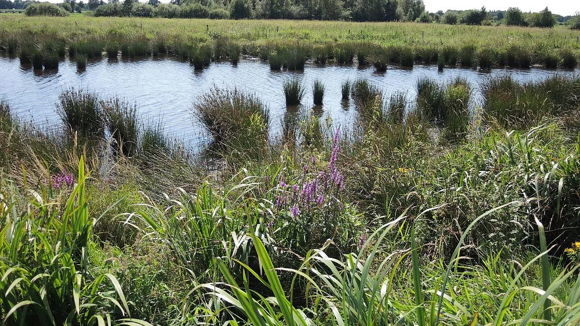 Regenrückhaltebecken-Biotop im Südfeld im Bereich der Bitze