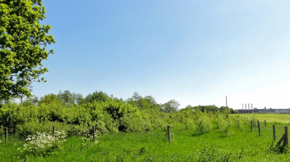 Vorher: Hier ein Bild aus dem Sommer 2012, die Gehölze sind erst wenige Jahre gepflanzt, rechts ist der Wildschutzzaun zu sehen 