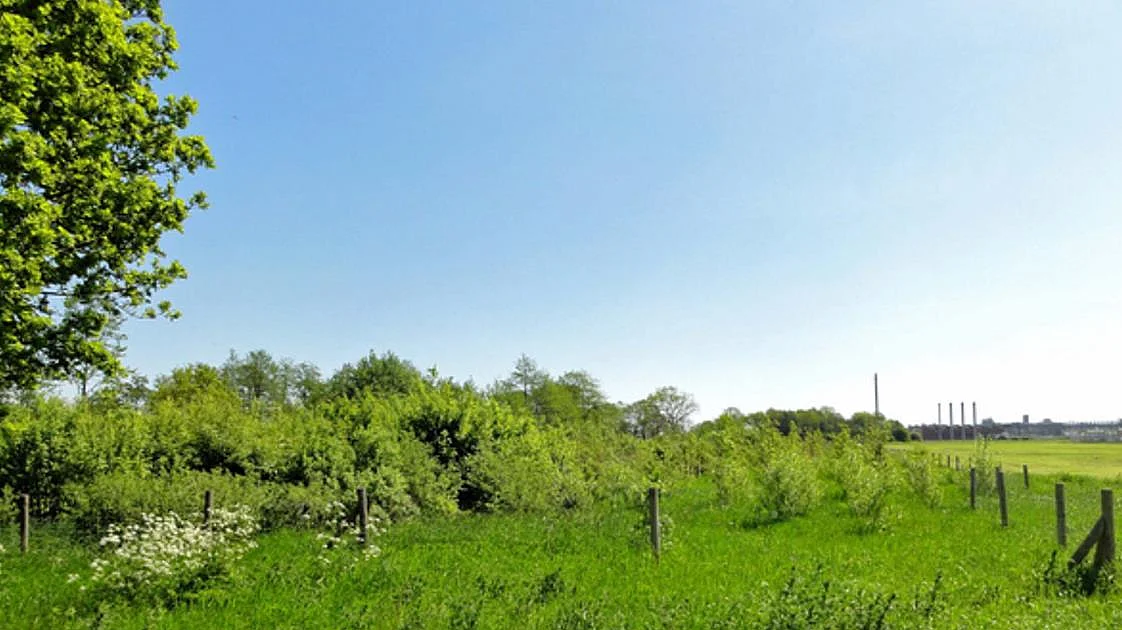 Vorher: Hier ein Bild aus dem Sommer 2012, die Gehölze sind erst wenige Jahre gepflanzt, rechts ist der Wildschutzzaun zu sehen 