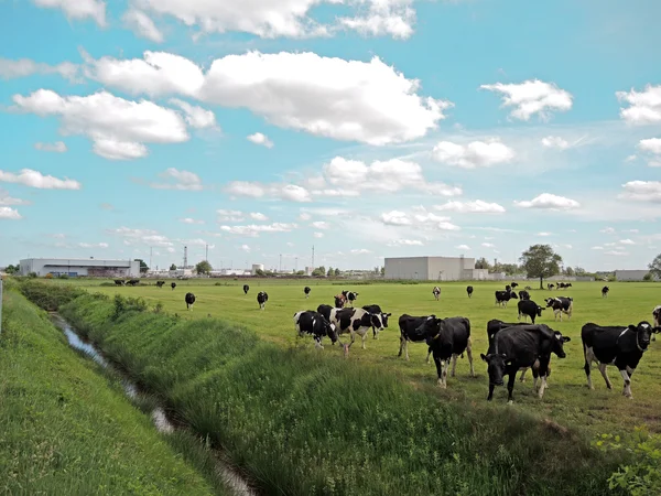 Cows grazing on pasture near the administration building
