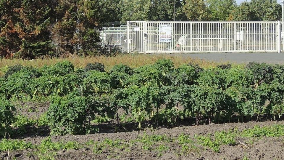 Grünkohl Anfang Oktober 2018 nahe eines Kavernenplatzes im Südfeld der Kavernenanlage