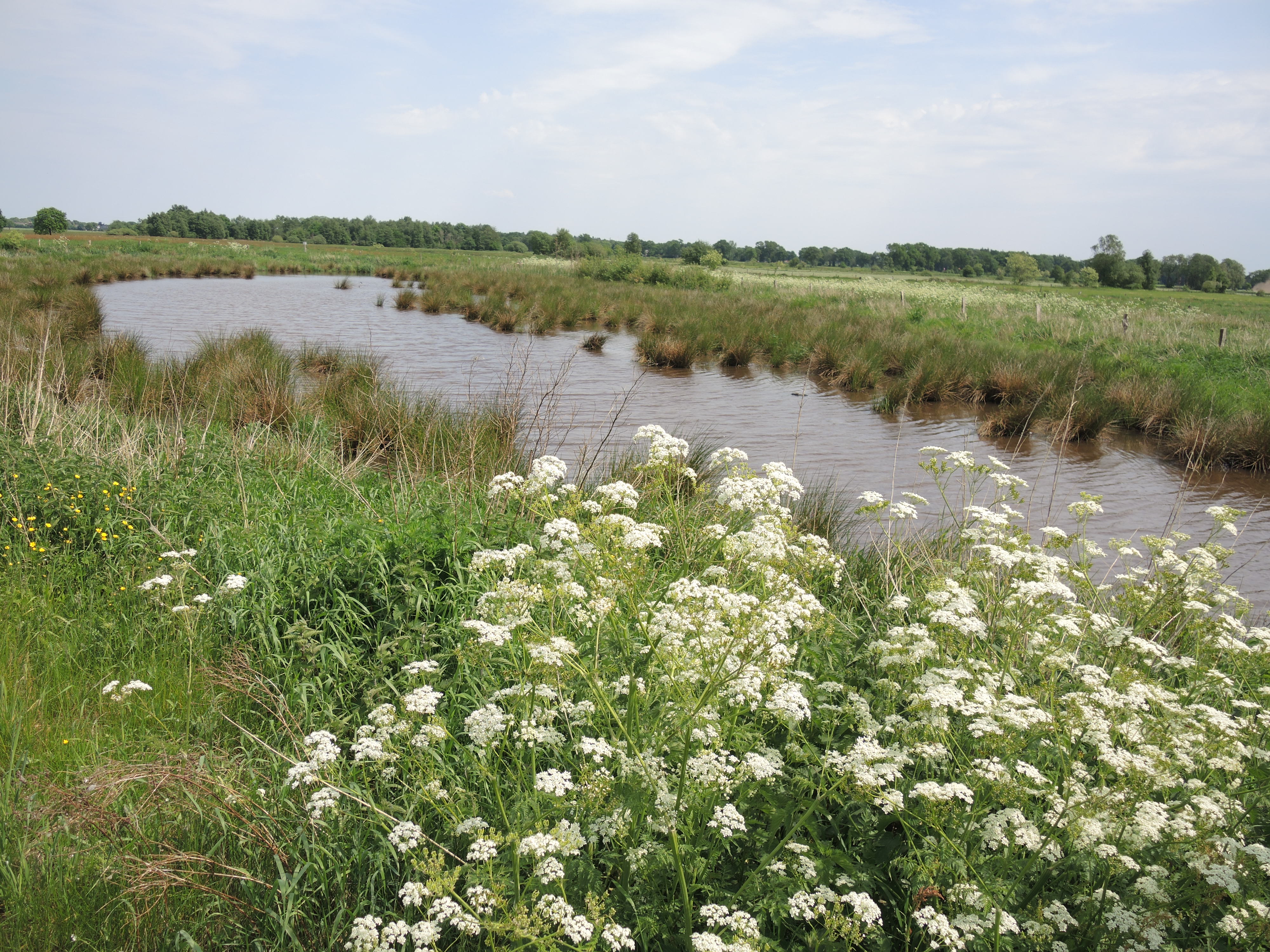 Regenrückhaltebecken-Biotop im Südfeld im Bereich der Bitze von Süden aus gesehen