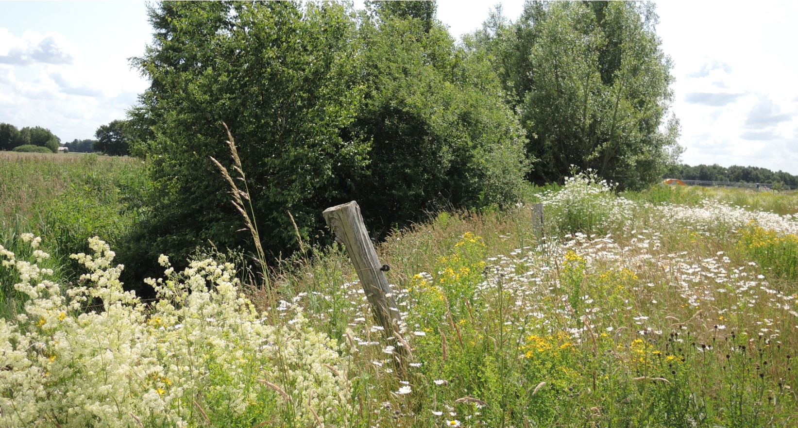 Bülhpflanzen im Südfeld. Im Hintergrund Pflanzungen auf Ausgleichsflächen 