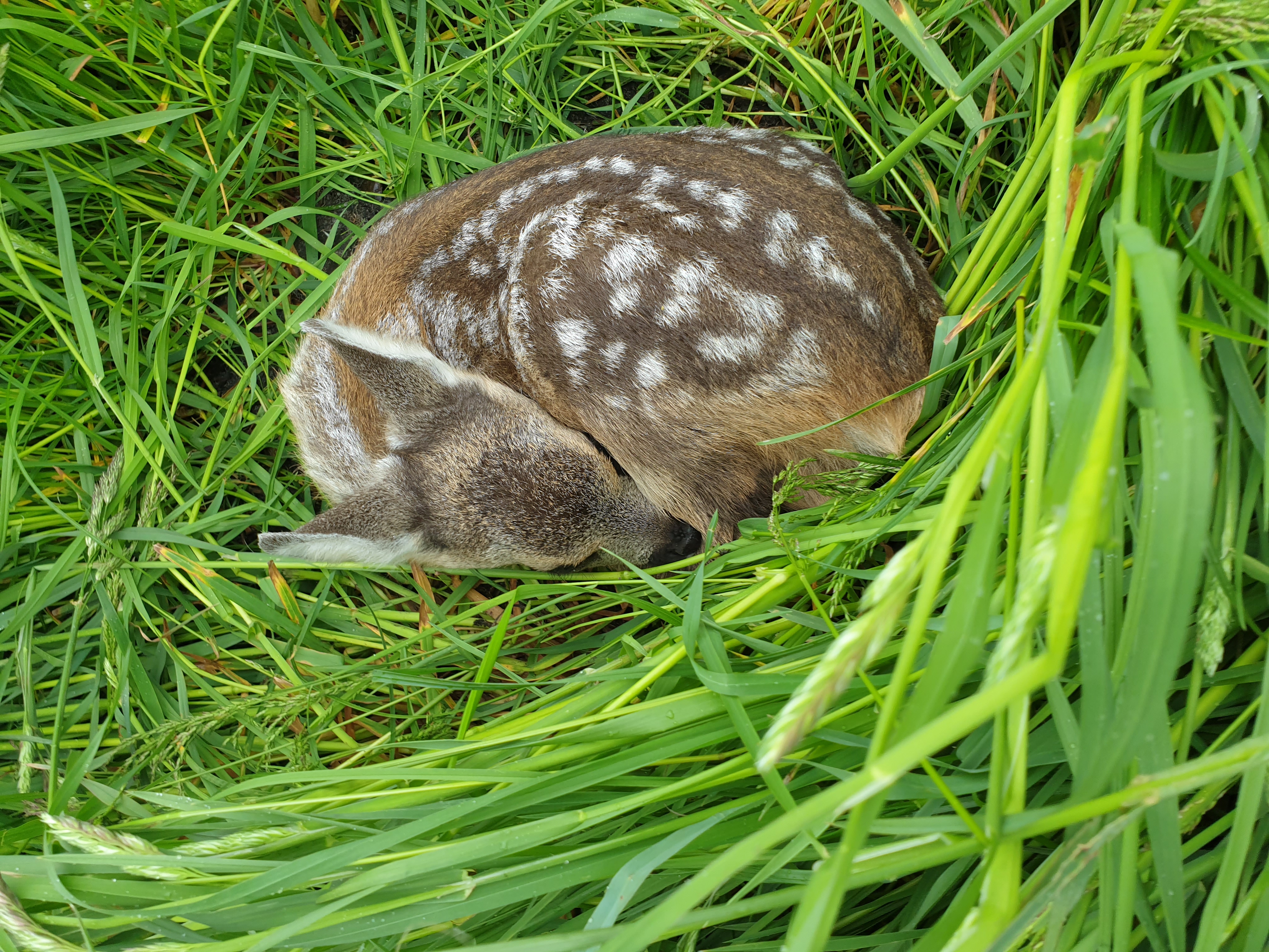 Ein gefundenes Rehkitz (Quelle: Wildtierretter Horsten)