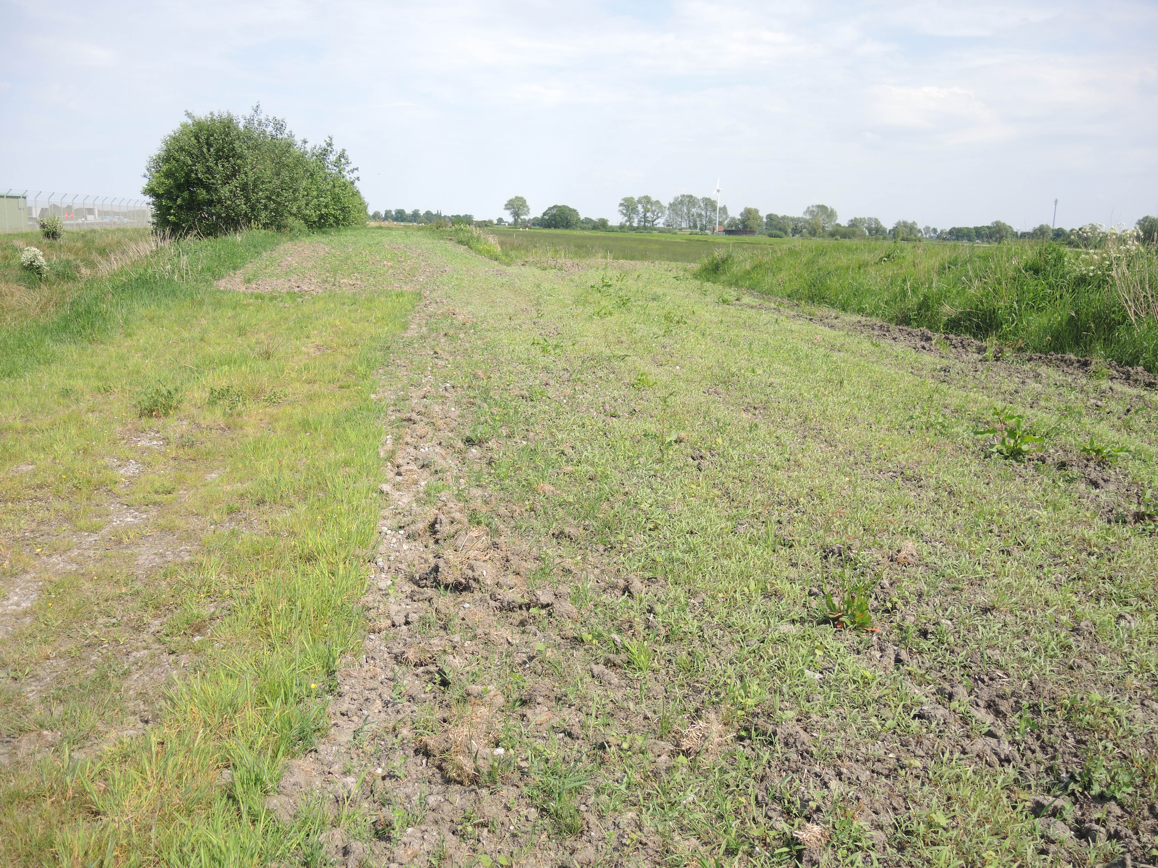 Der Wildfacker im Juni 2018