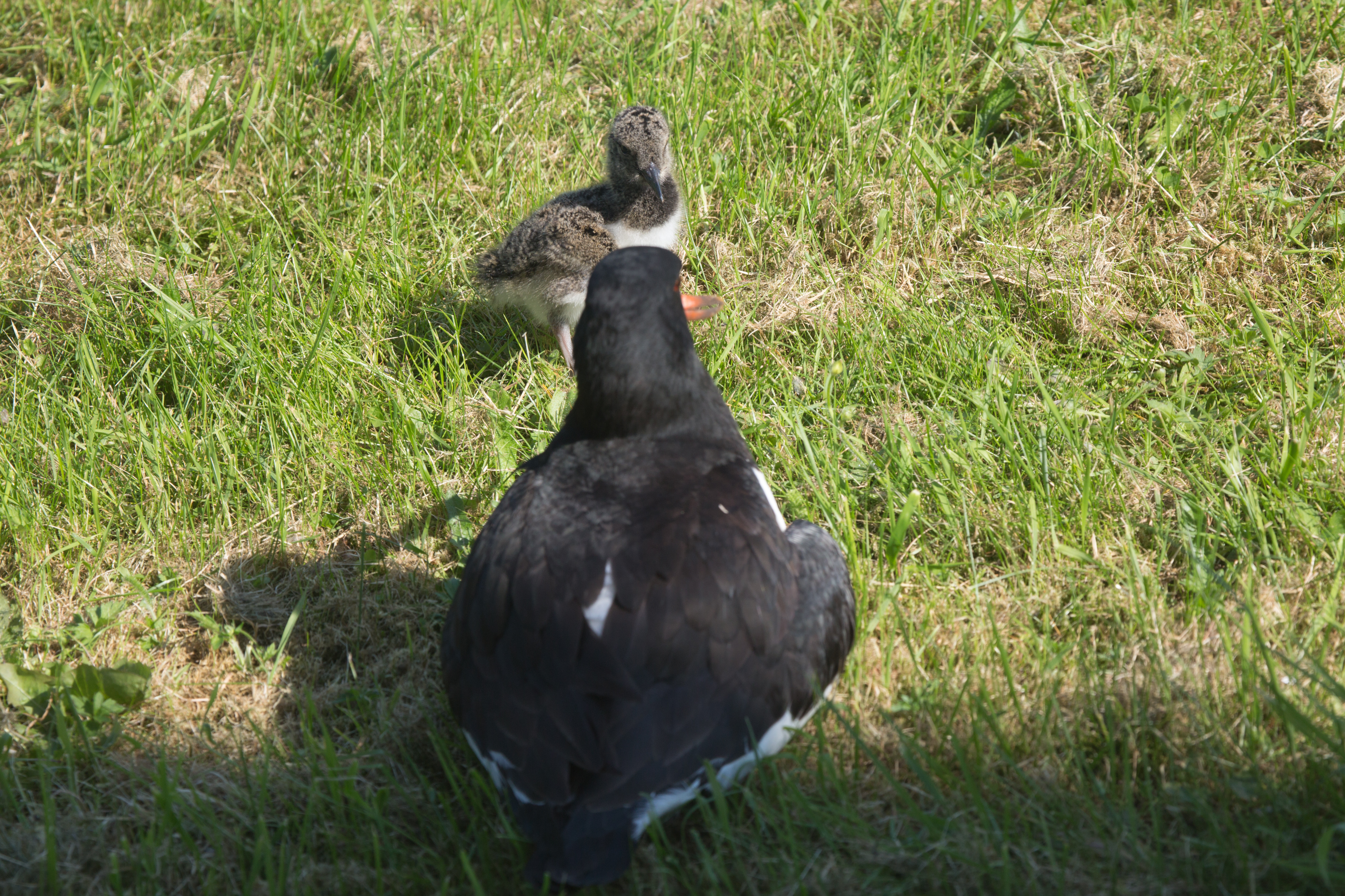 Küken und Muttertier im Gras